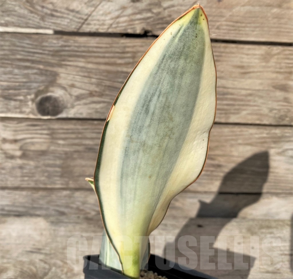 SHPR20414 Sansevieria masoniana f. variegata - Image 3