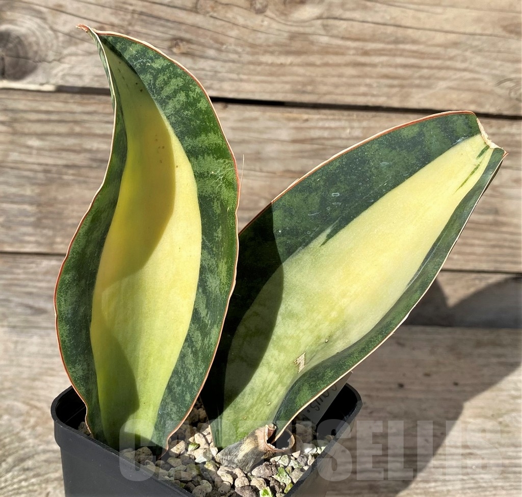 SHPR20415 Sansevieria masoniana ‘Mediopicta’