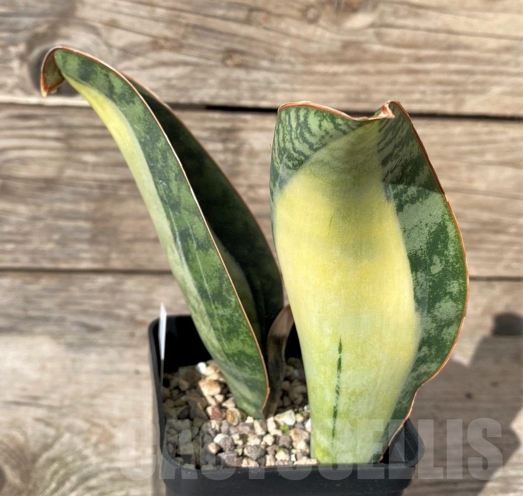 SHPR20415 Sansevieria masoniana ‘Mediopicta’ - Image 2