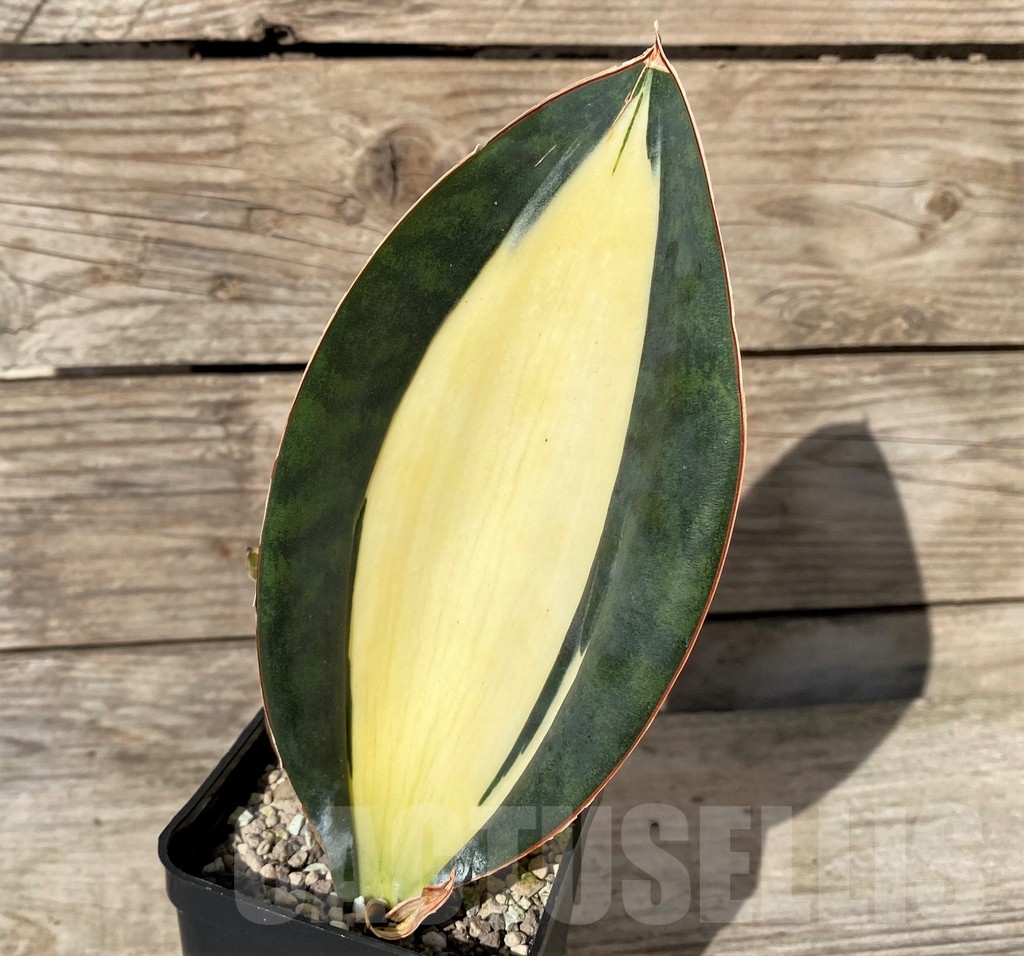 SHPR20416 Sansevieria masoniana ‘Mediopicta’