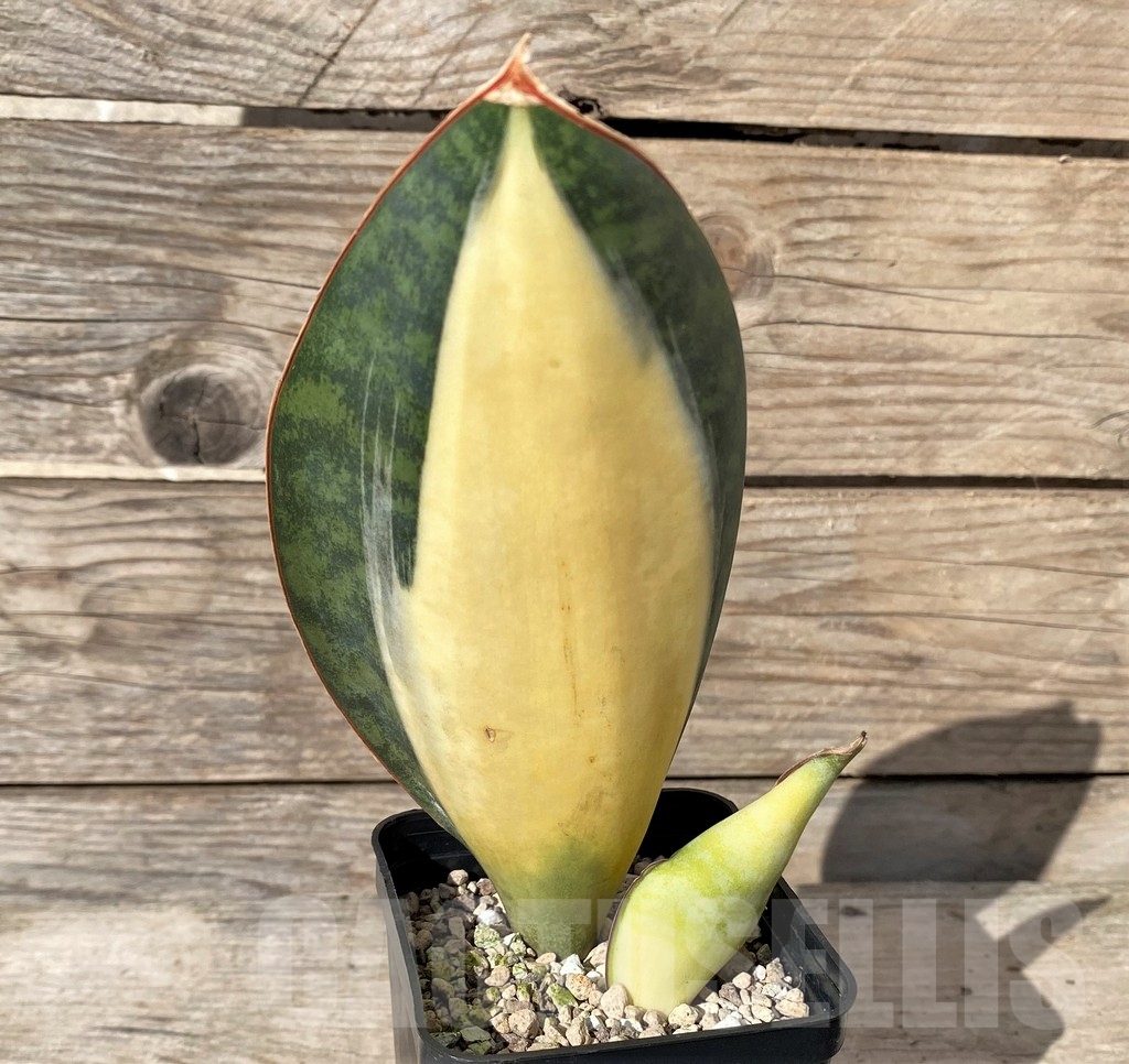 SHPR20416 Sansevieria masoniana ‘Mediopicta’ - Image 2