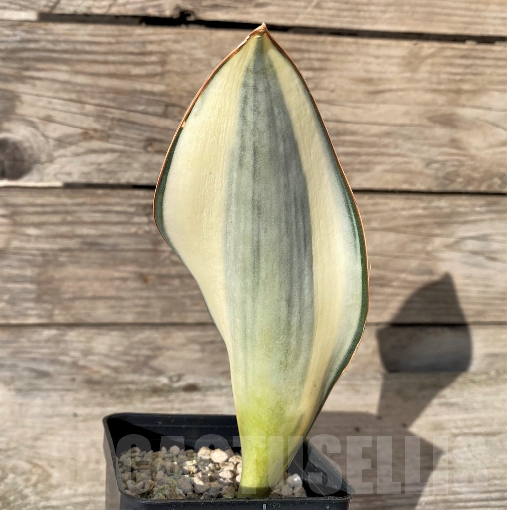 SHPR20417 Sansevieria masoniana f. variegata - Image 2