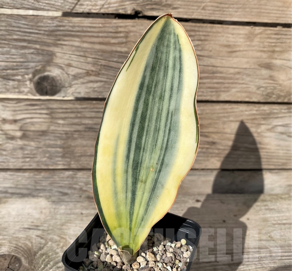 SHPR20418 Sansevieria masoniana f. variegata