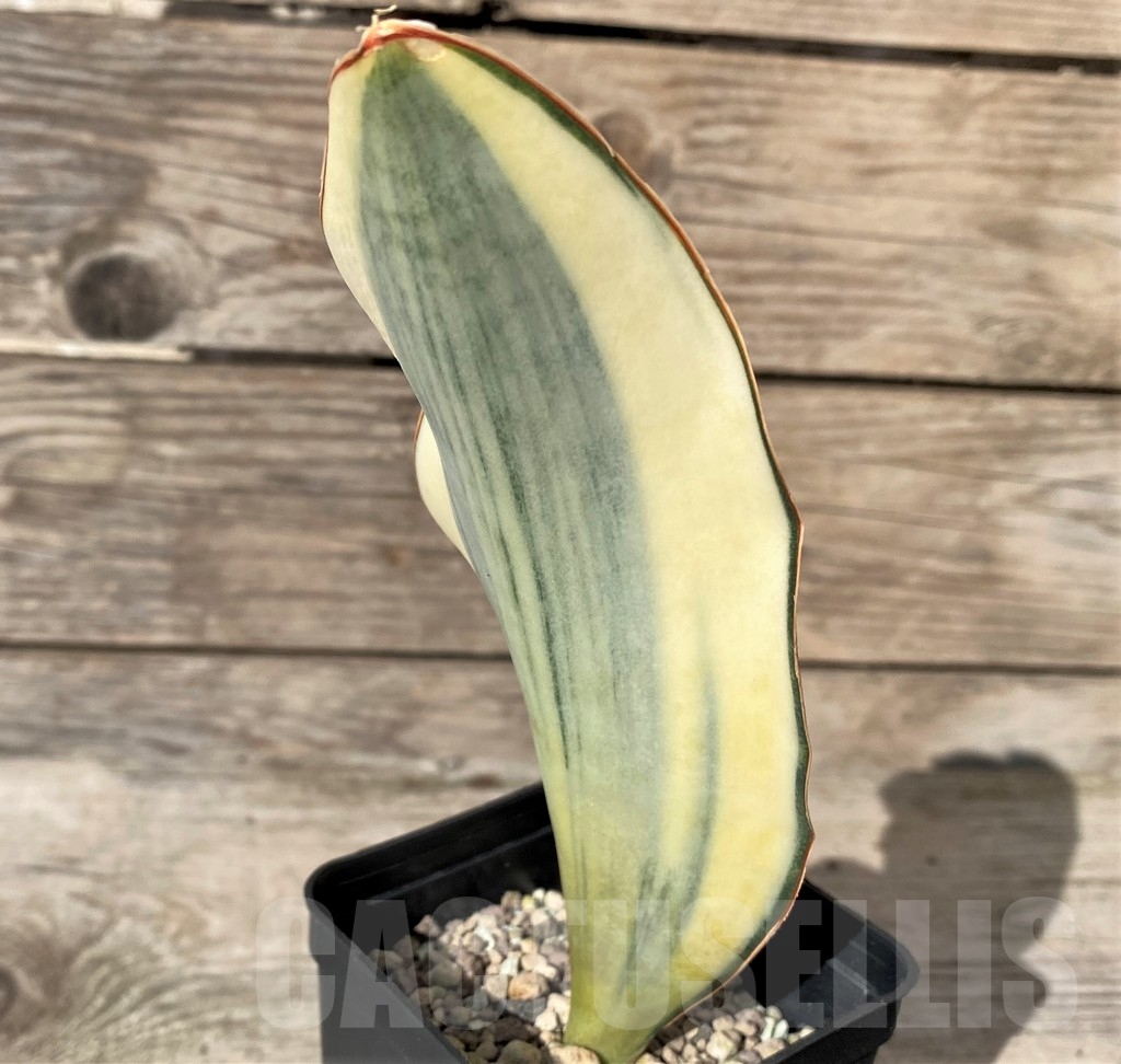 SHPR20418 Sansevieria masoniana f. variegata – Image 2