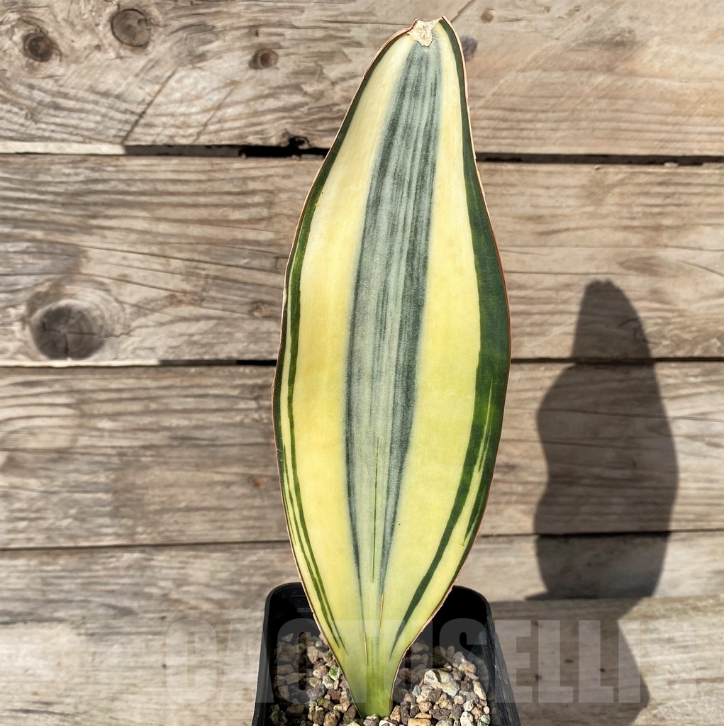 SHPR20419 Sansevieria masoniana f. variegata