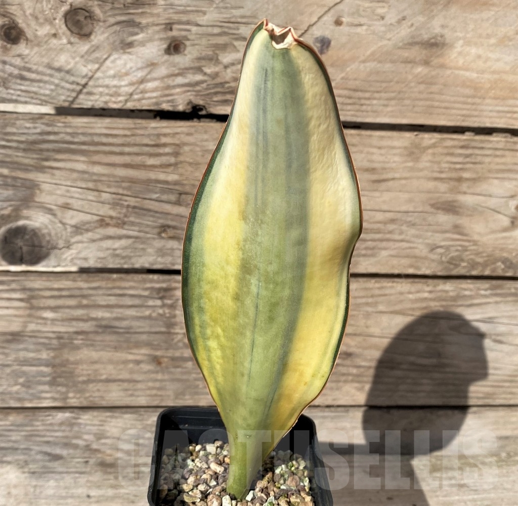 SHPR20419 Sansevieria masoniana f. variegata – Image 2