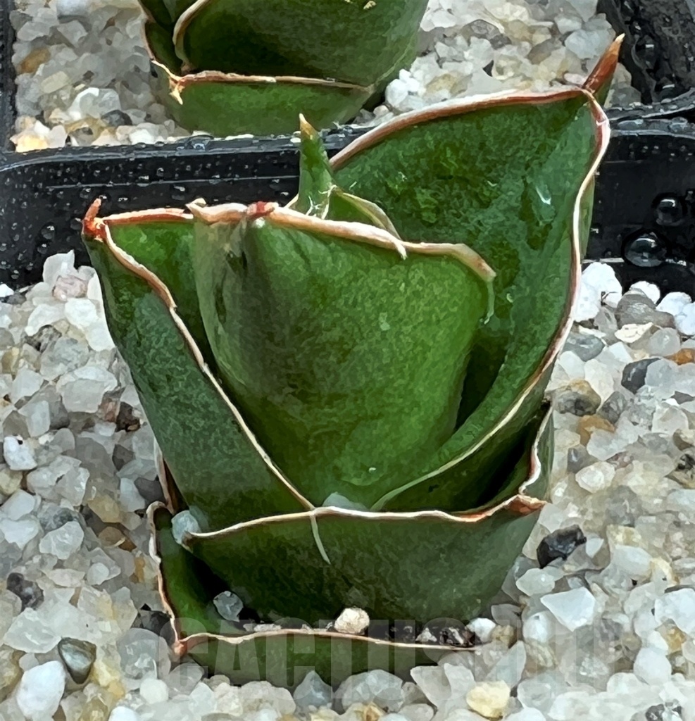 SHPR11076 Sansevieria Tower - Image 3