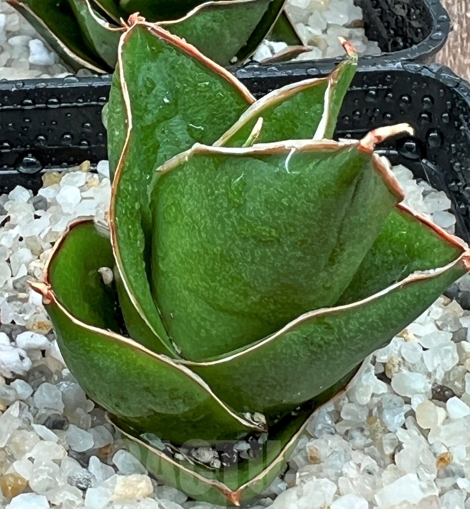 SHPR11076 Sansevieria Tower