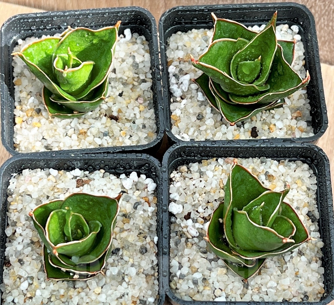 SHPR11076 Sansevieria Tower - Image 2