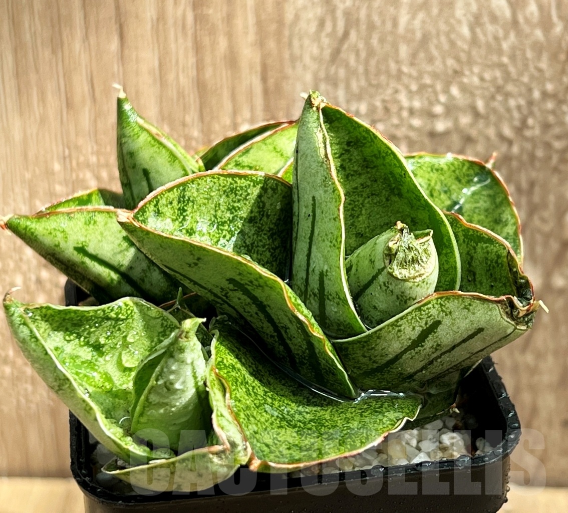SHPR11077 Sansevieria ming manee