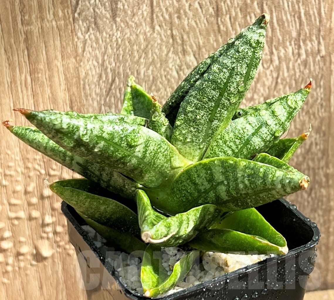 SHPR11079 Sansevieria 'Yaya' - Image 2