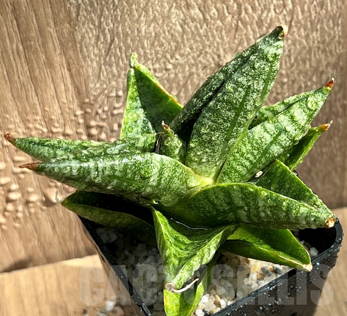 SHPR11079 Sansevieria 'Yaya'