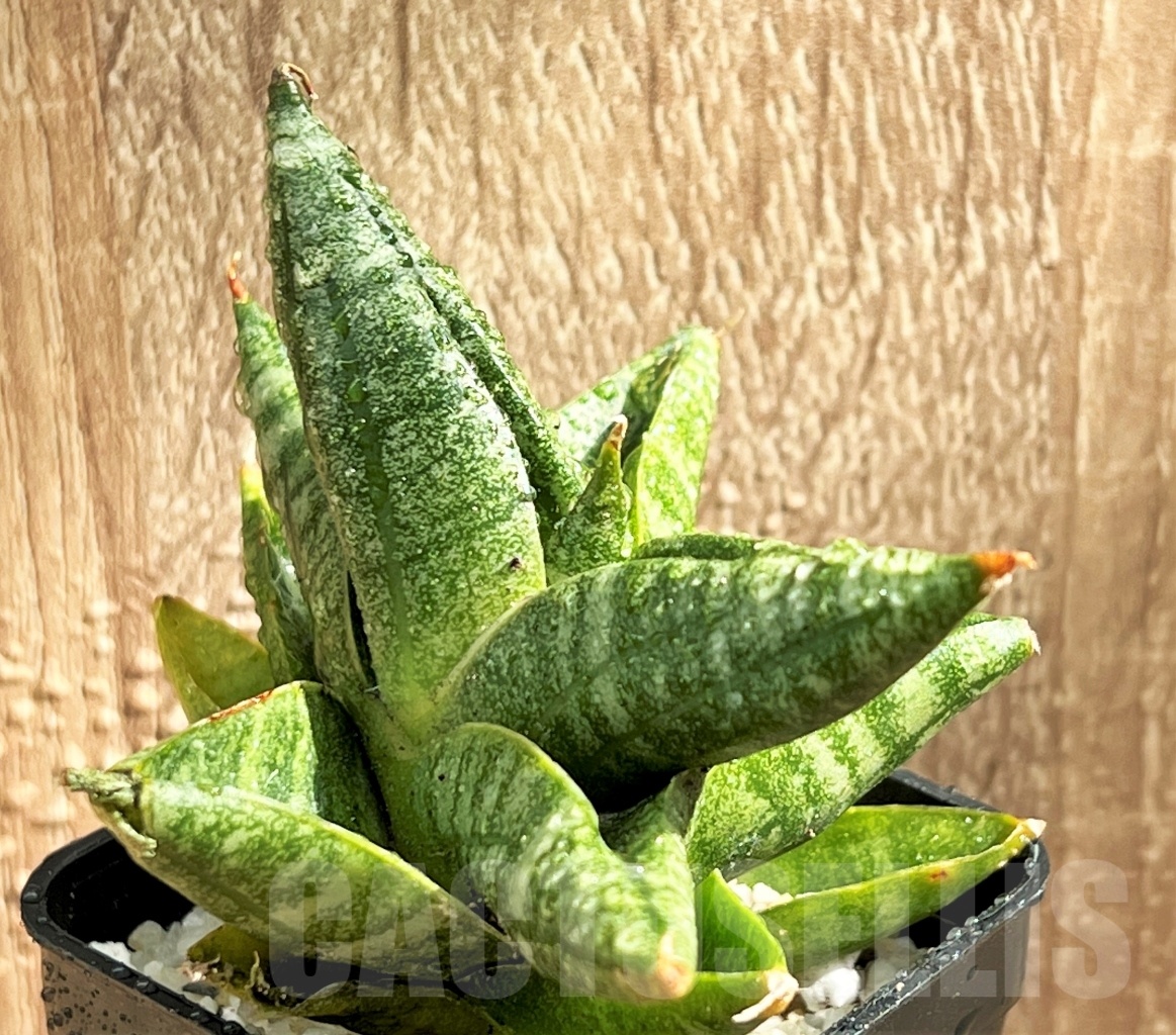 SHPR11079 Sansevieria 'Yaya' - Image 3