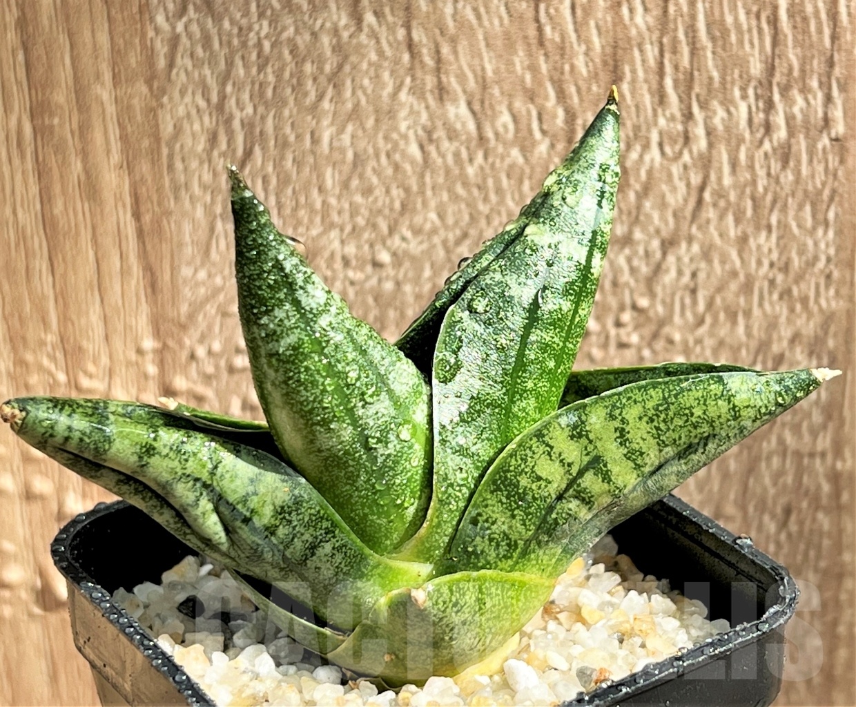 SHPR11080 Sansevieria 'Yaya'