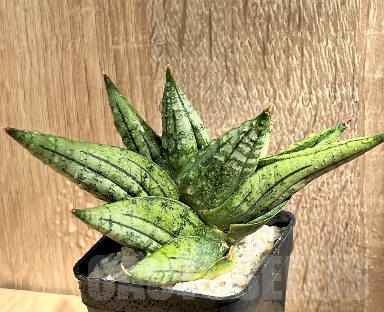 SHPR11081 Sansevieria 'Yaya'