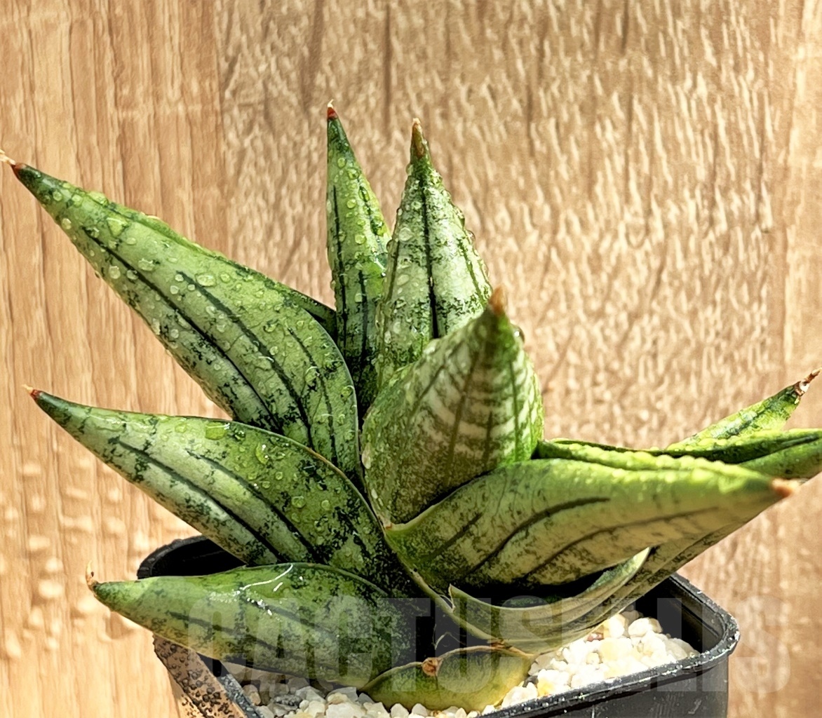 SHPR11081 Sansevieria 'Yaya' - Image 2