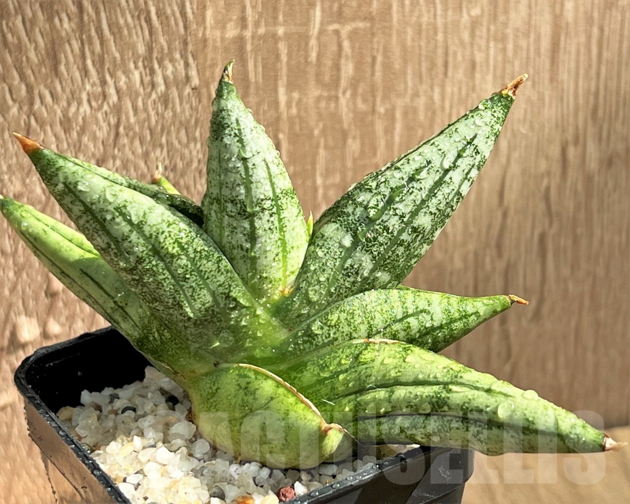 SHPR11082 Sansevieria 'Yaya' - Image 2