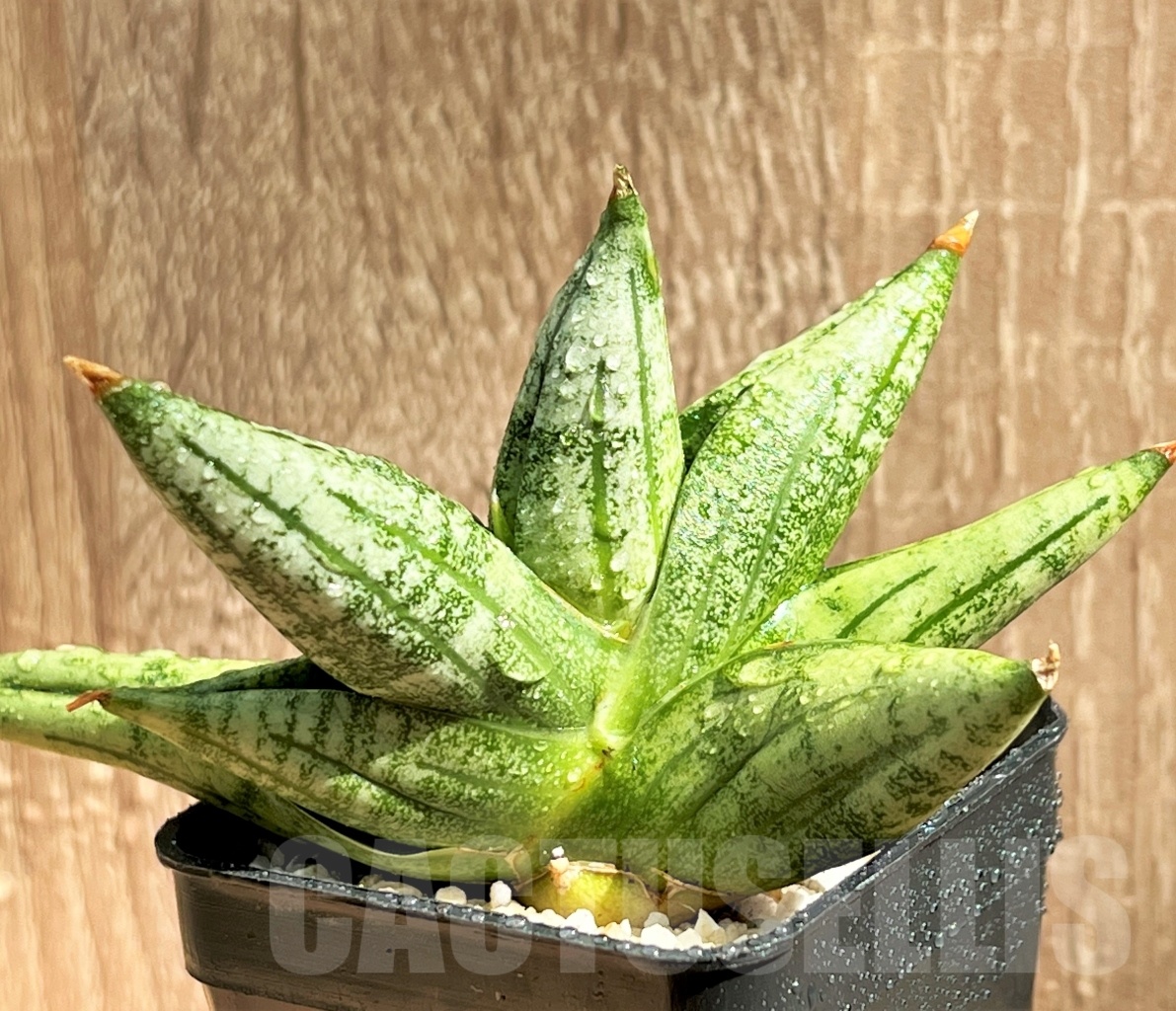 SHPR11082 Sansevieria 'Yaya'