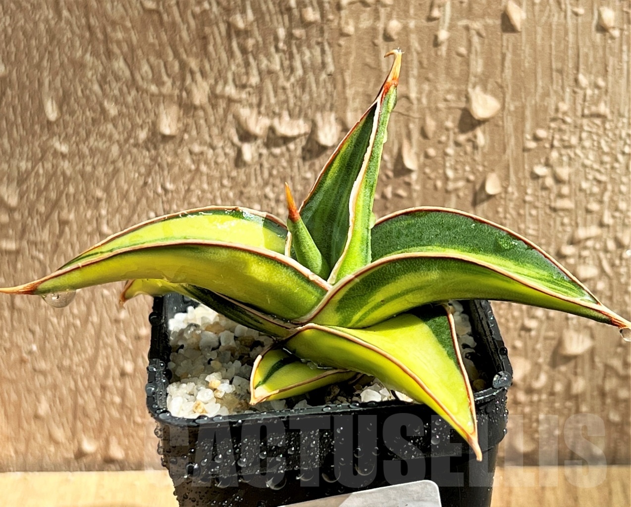 SHPR11083 Sansevieria lavranos 23251 - Imagen 2