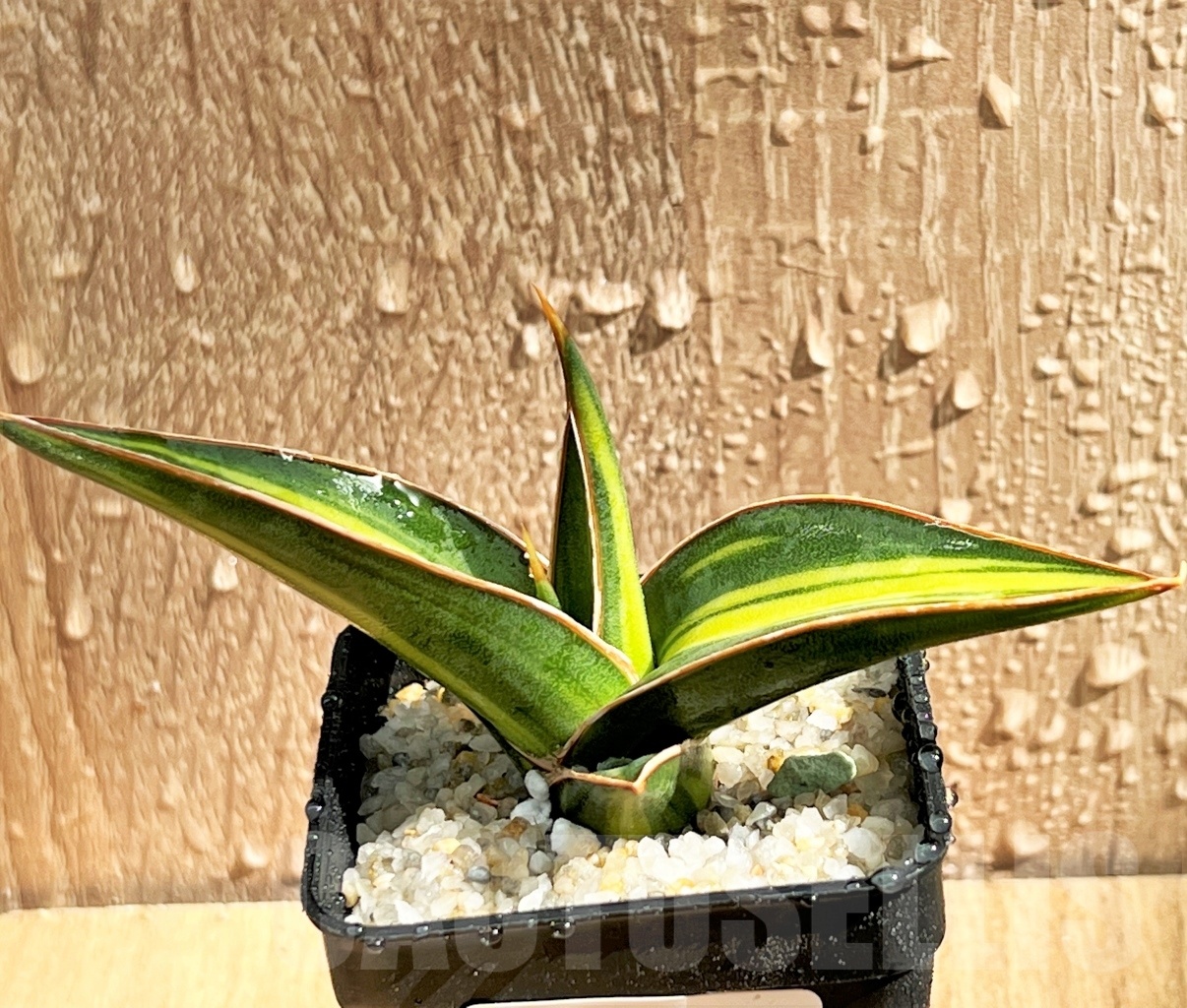 SHPR11084 Sansevieria lavranos 23251 - Imagen 2