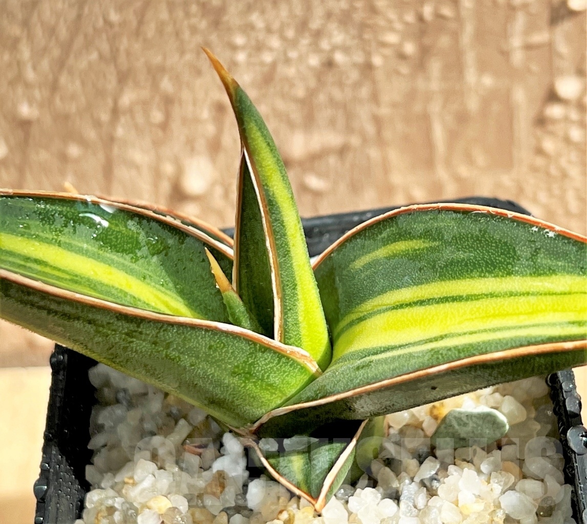 SHPR11084 Sansevieria lavranos 23251