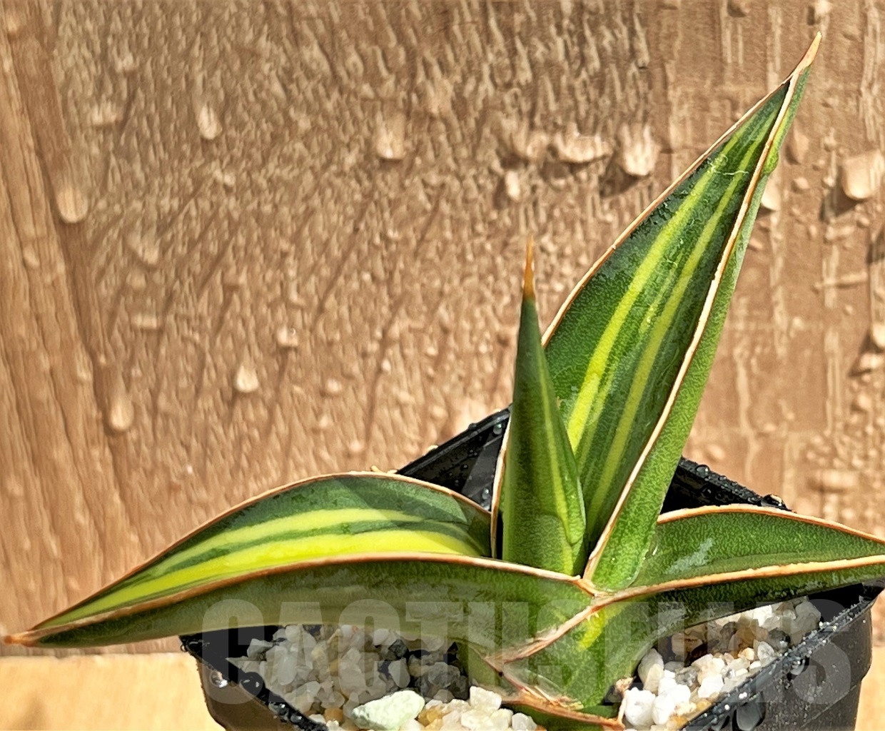 SHPR11084 Sansevieria lavranos 23251 - Imagen 3