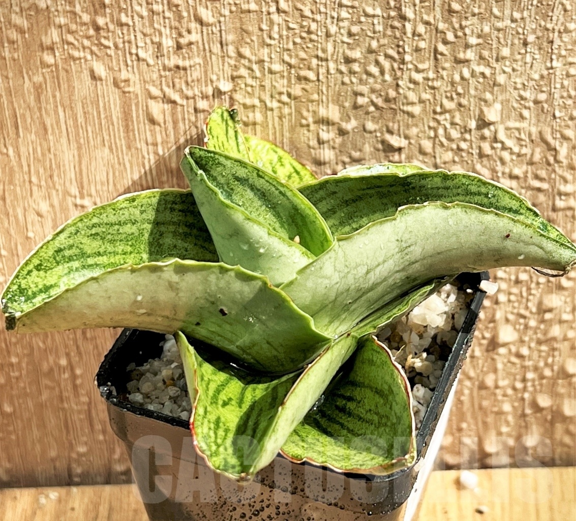 SHPR11086 Sansevieria 'Hobbit' - 画像 (3)