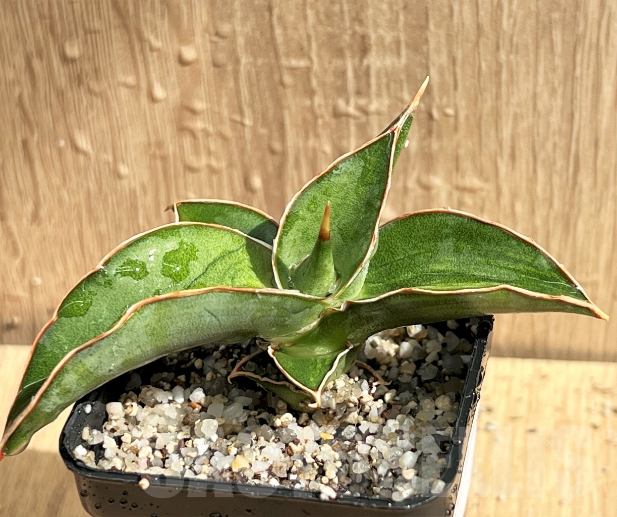 SHPR11087 Sansevieria 'Kismayo' variegated - Imagen 2