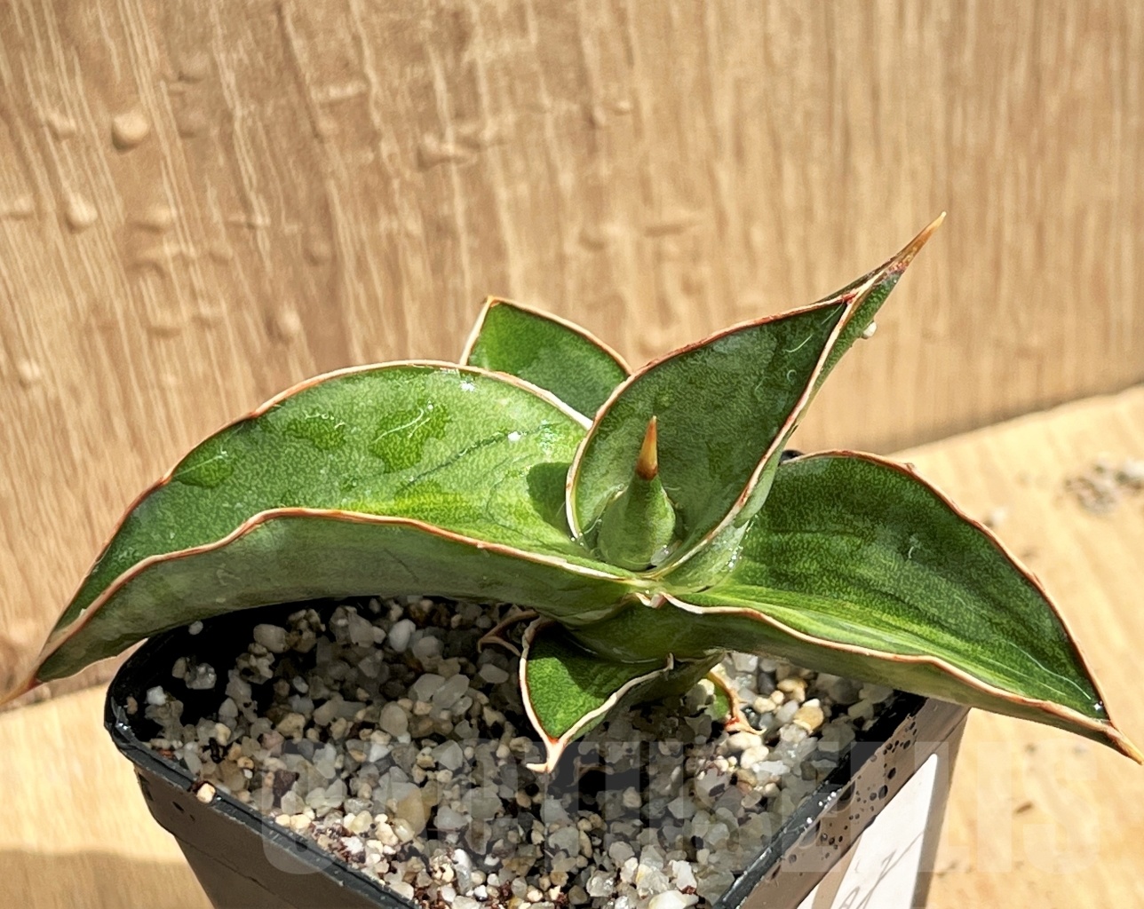 SHPR11087 Sansevieria 'Kismayo' variegated - Imagen 3