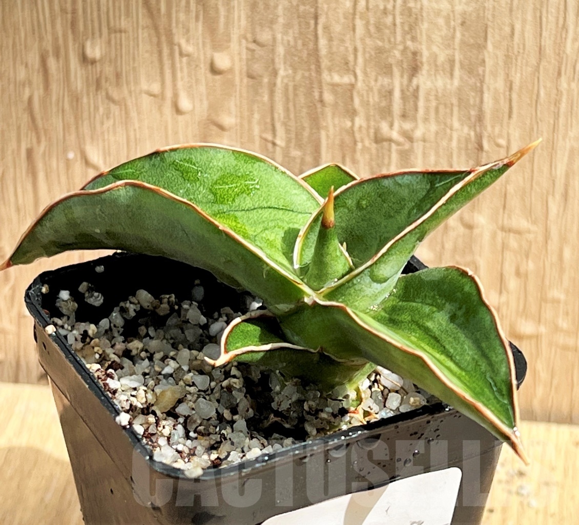 SHPR11087 Sansevieria 'Kismayo' variegated