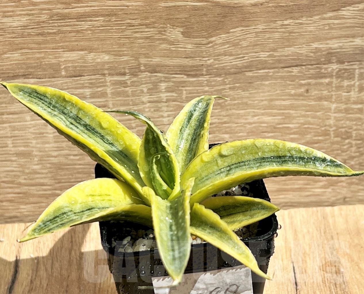 SHPR11089 Sansevieria 'Siam Gold' – Image 2