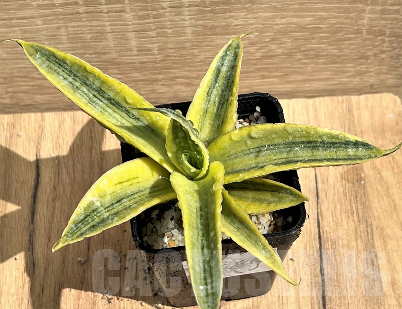 SHPR11089 Sansevieria 'Siam Gold' – Image 3