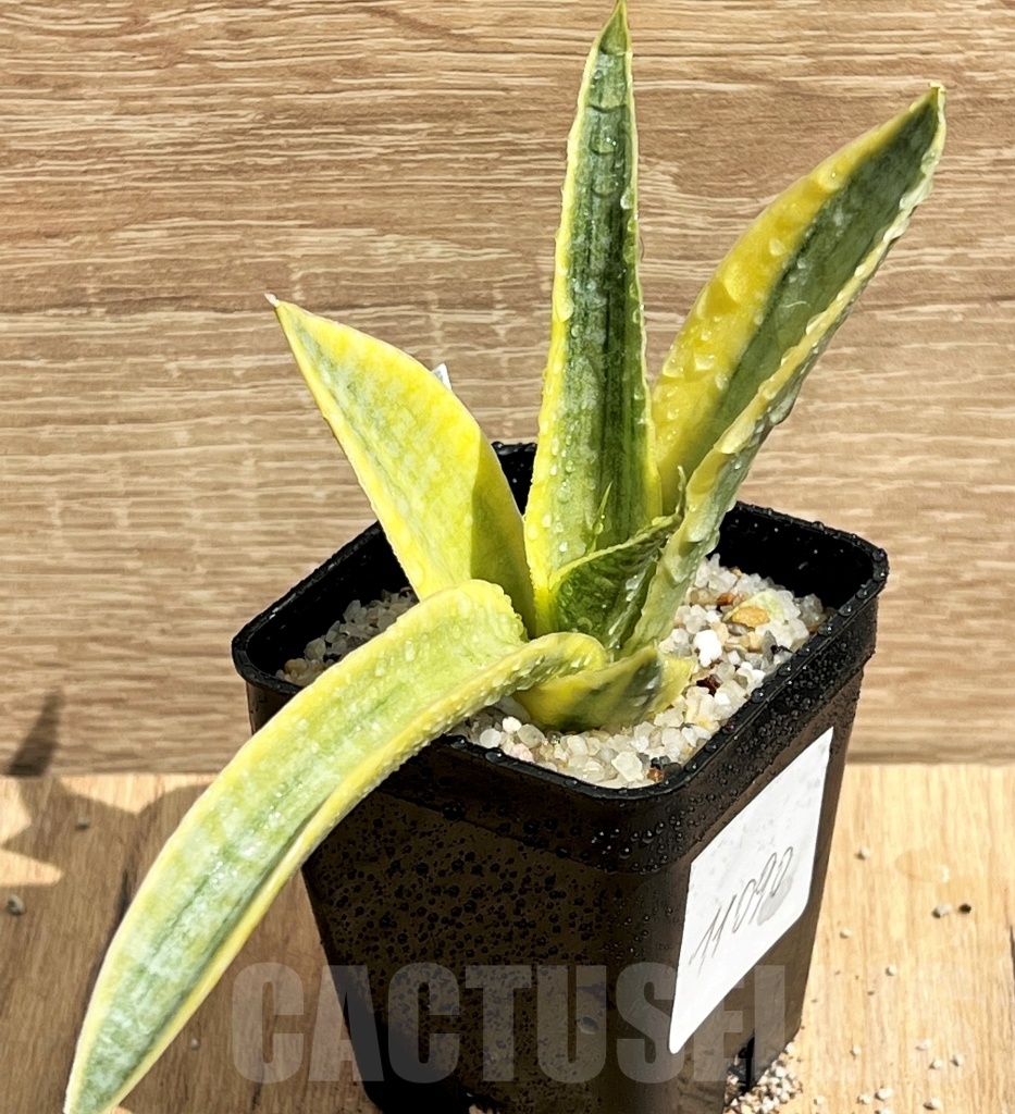 SHPR11090 Sansevieria 'Siam Gold'