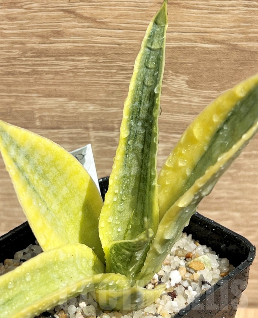 SHPR11090 Sansevieria 'Siam Gold' - immagine 2