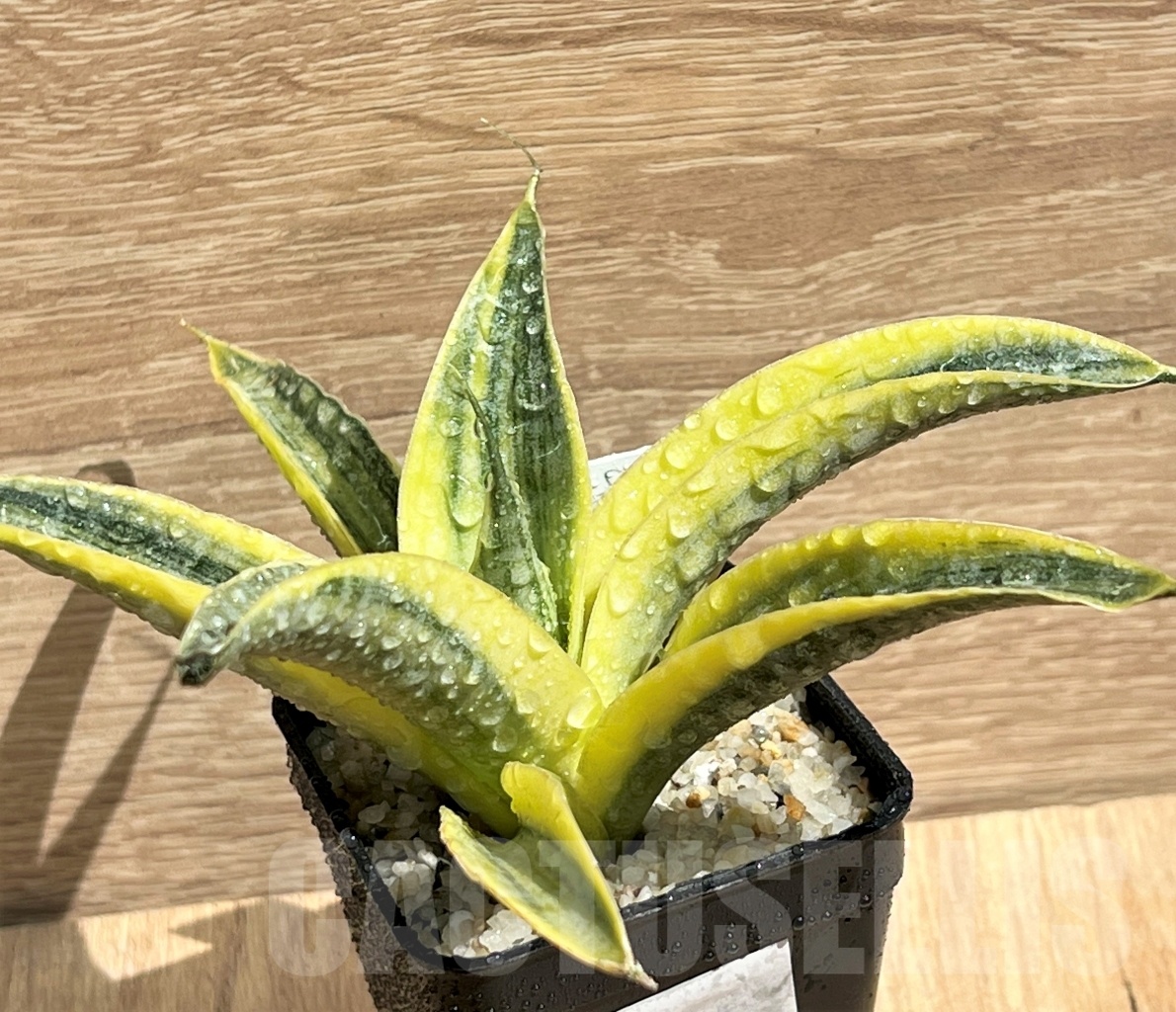 SHPR11091 Sansevieria 'Siam Gold' - Imagen 3