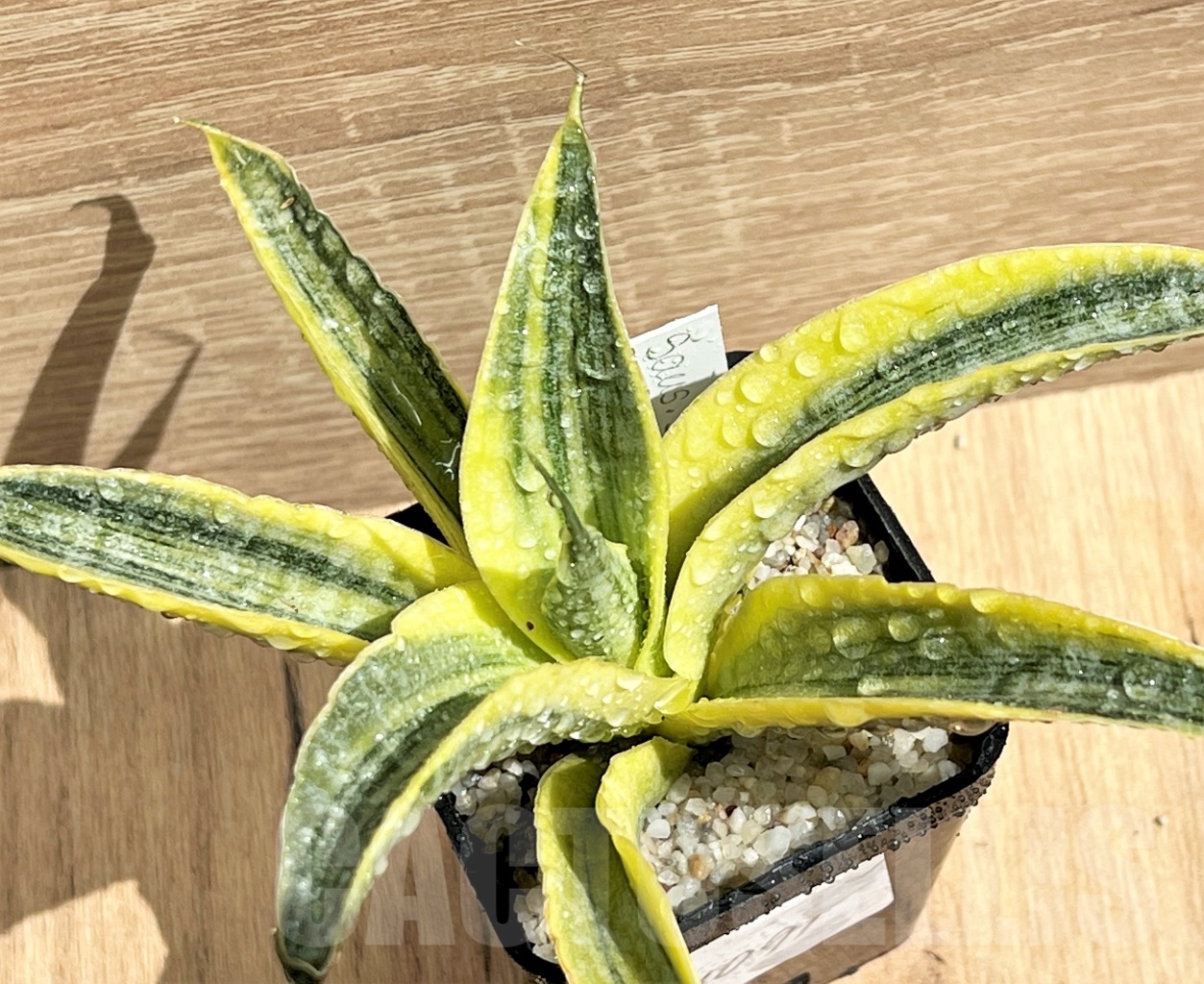 SHPR11091 Sansevieria 'Siam Gold'