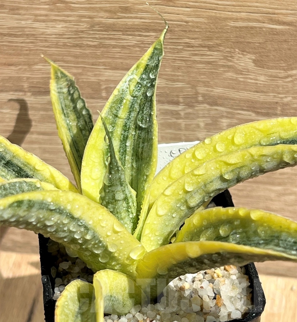 SHPR11091 Sansevieria 'Siam Gold' - Imagen 2