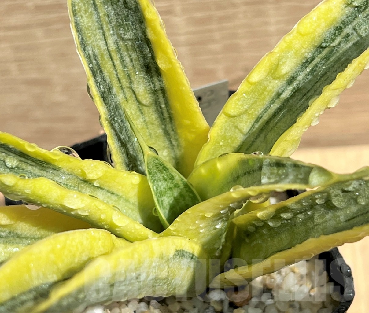 SHPR11092 Sansevieria 'Siam Gold' - Image 2