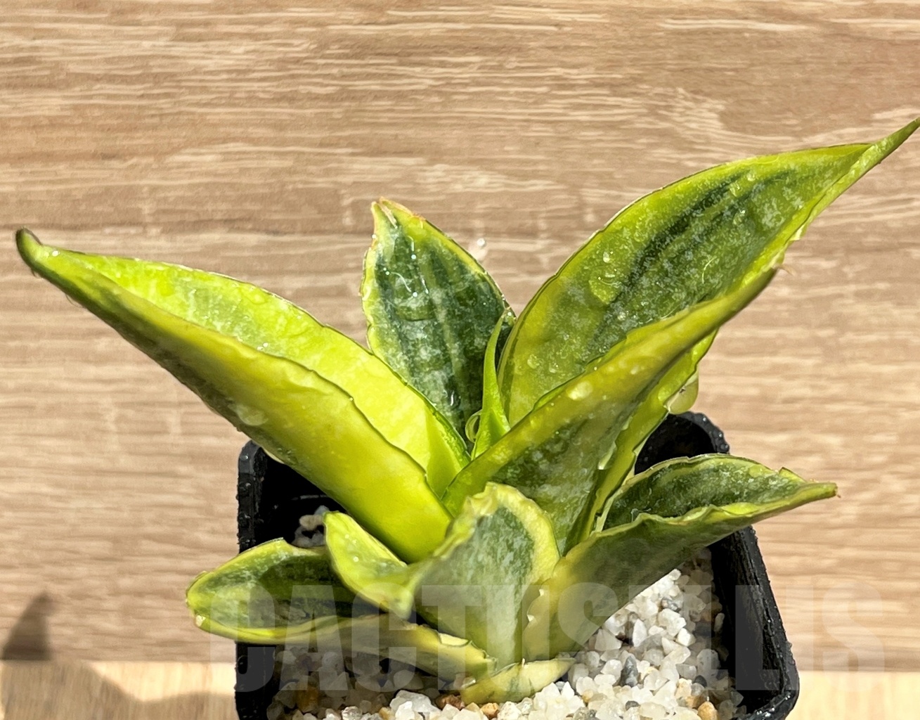 SHPR11093 Sansevieria 'Siam Gold' - Image 2