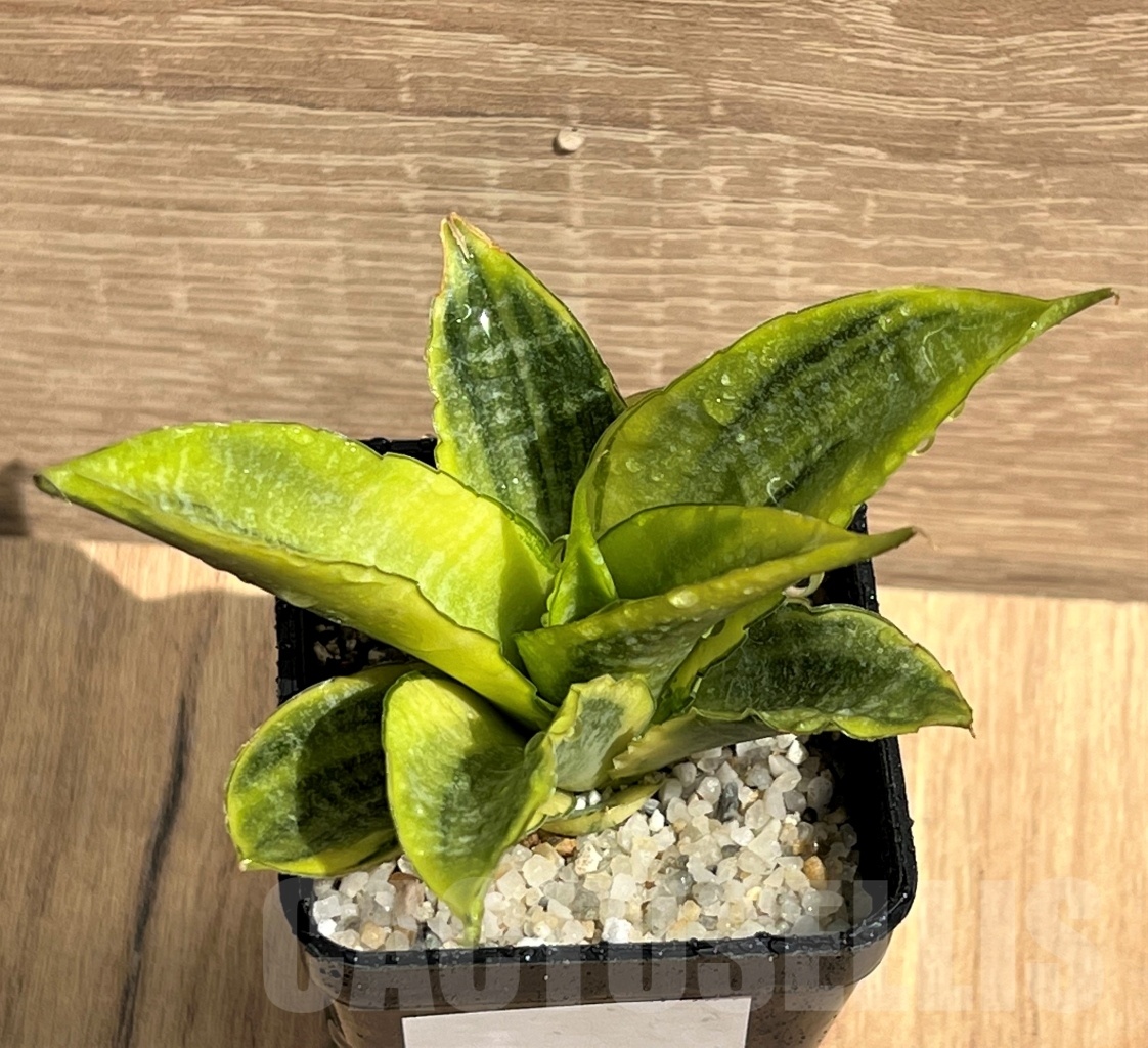 SHPR11093 Sansevieria 'Siam Gold'