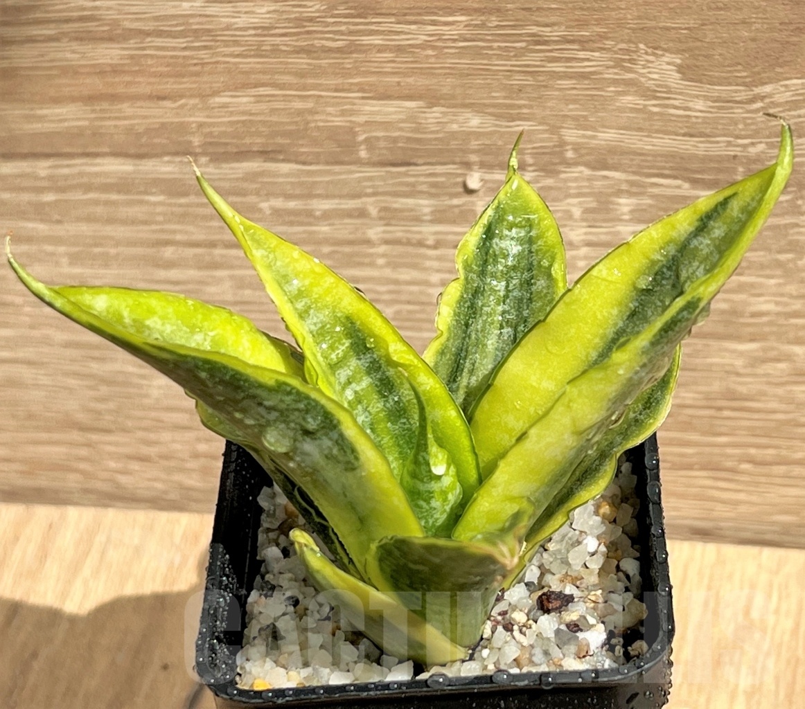 SHPR11093 Sansevieria 'Siam Gold' - Image 3