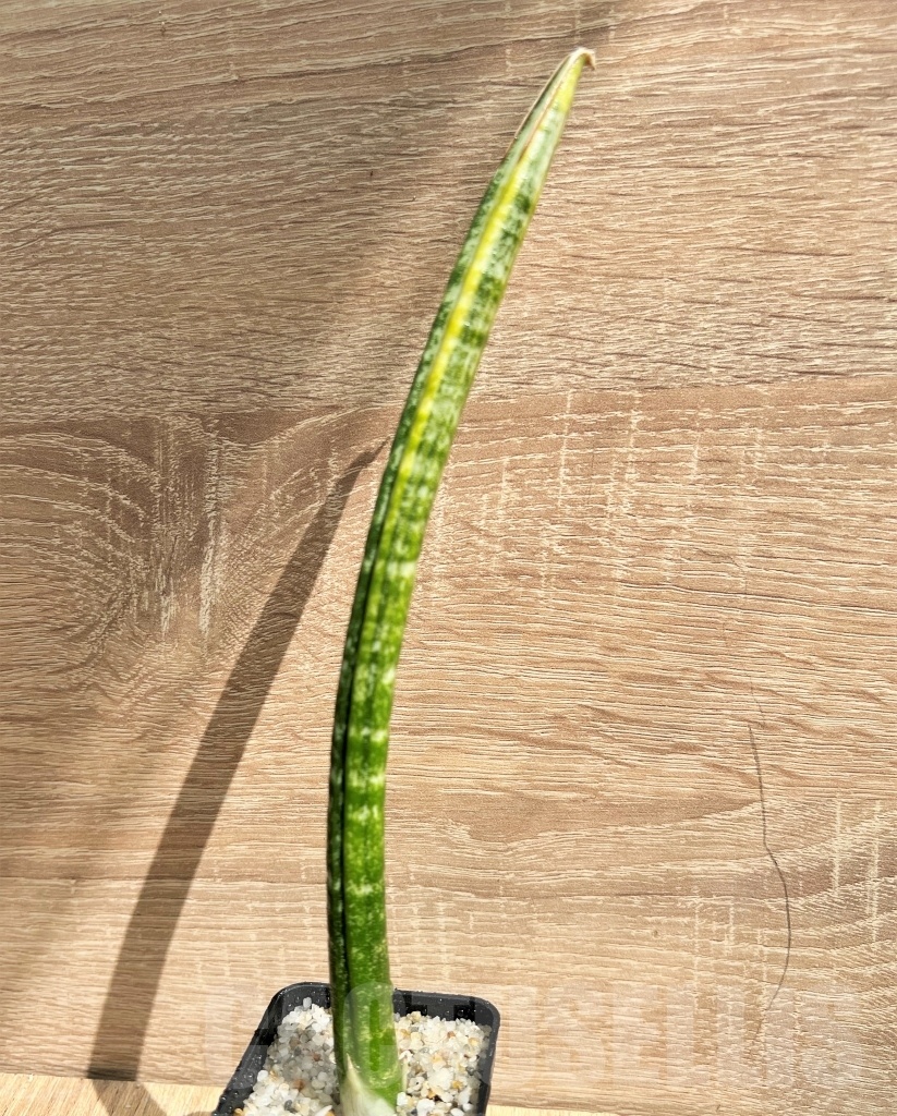 SHPR11094 Sansevieria fischeri - Image 3