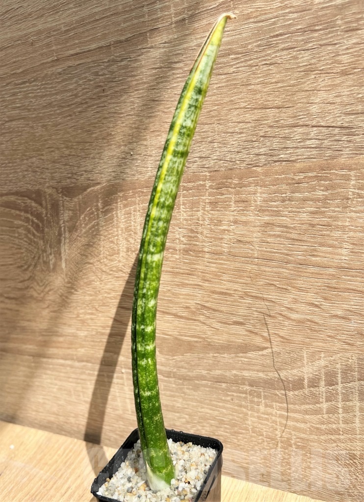 SHPR11094 Sansevieria fischeri - Image 2