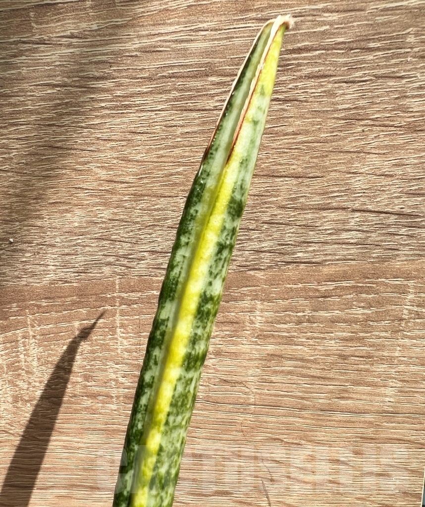 SHPR11094 Sansevieria fischeri