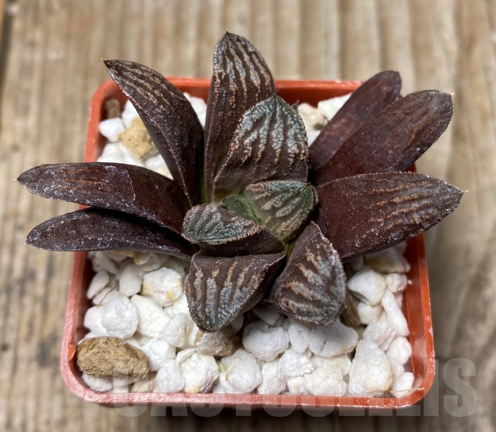 SHPR8702 Haworthia magnifica v. splendens x truncata