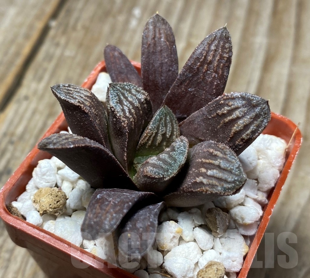 SHPR8702 Haworthia magnifica v. splendens x truncata - Obrázek 2