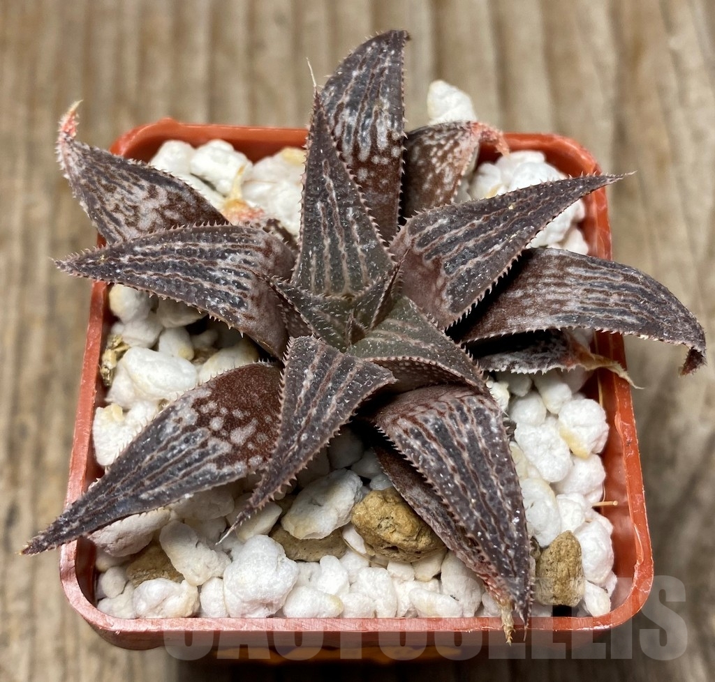 SHPR8705 Haworthia 'Bev's wonder' F2 SH