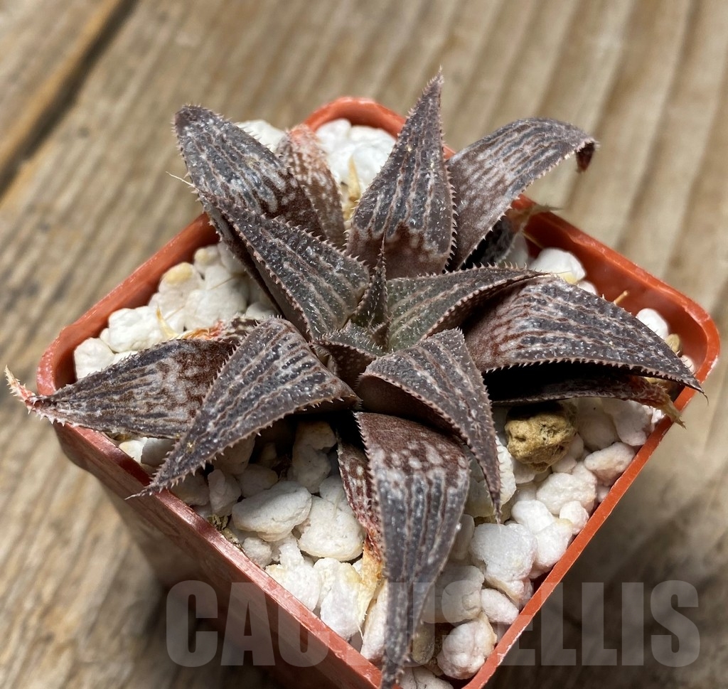 SHPR8705 Haworthia 'Bev's wonder' F2 SH - immagine 2