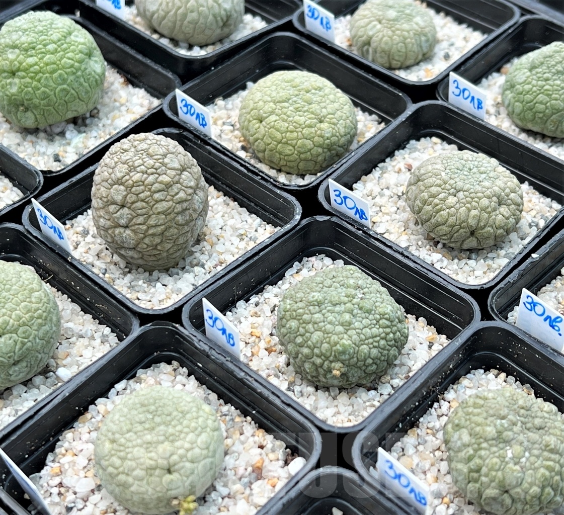 SHPR11130 Pseudolithos migiurtinus - Image 2