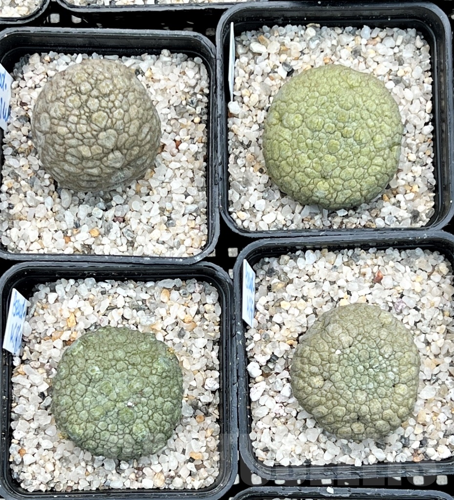SHPR11130 Pseudolithos migiurtinus - Image 3